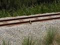 (Sydney, Olympic Park), Sydney Spring Cycle 08. A Lizard basking in the sun on the Newington Arms Depot railway.