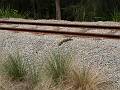 (Sydney, Olympic Park), Sydney Spring Cycle 08. A Lizard basking in the sun on the Newington Arms Depot railway.