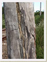 PB170178 * Yumm, old timber to munch... (Termite 'tunnels' in the pole).
 * Yumm, old timber to munch... (Termite 'tunnels' in the pole).
 * 3648 x 2736 * (2.32MB)