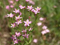  (Royal National Park), Small purple flowers. These grow in clumps next to the tramline.